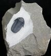Beautifully Preserved Gerastos Trilobite - #7132-3